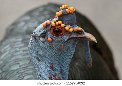 Ocellated Turkey, Meleagris Ocellata