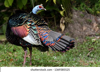 Ocellated Turkey at Tikal in Guatemala - Shutterstock ID 1369385525