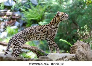 Ocelot 