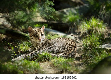 Ocelot 