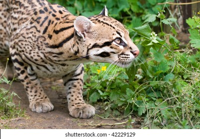 Ocelot