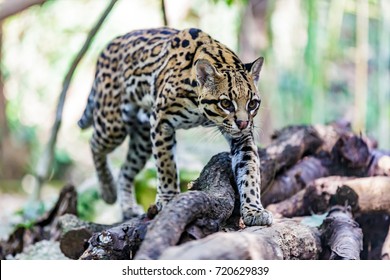 Ocelot