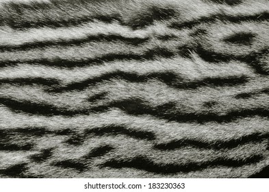 2,588 Ocelot fur coat Images, Stock Photos & Vectors | Shutterstock