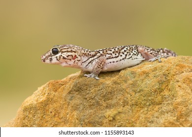 Ocelot gecko (Paroedura pictus) is a nocturnal ground-dwelling gecko found in leaf litter in Madagascar forests, and is also a popular pet. It is sometimes known as the Madagascar ground gecko