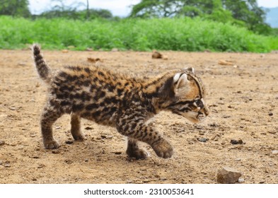 An ocelot kitten walking on the dry forest