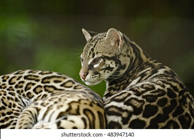 Ocelot, La Paz Waterfall Gardens, Costa Rica