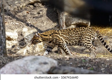 Ocelot, Leopardus Pardalis