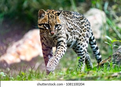 The Ocelot Or Leopardus Pardalis