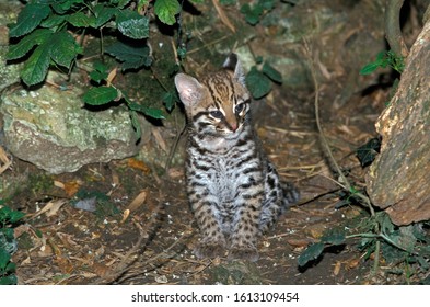 Bebe Ocelote Hd Stock Images Shutterstock