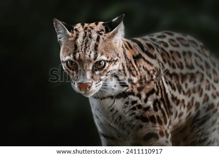 Ocelot (Leopardus pardalis) - medium-sized spotted feline