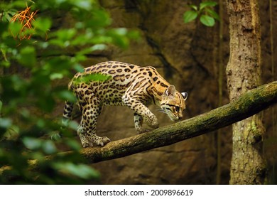 The ocelot (Leopardus pardalis) walks along a horizontal branch in a dark forest. Ocelot in natural habitat, bred in captivity.