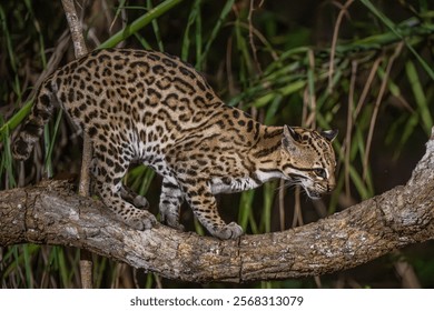Ocelot looking down from a tree trunk in the Pantanal at night