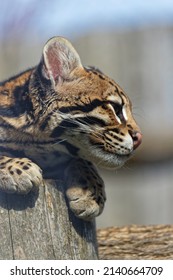 Ocelot Looking Prey Stock Photo 2140664709 | Shutterstock