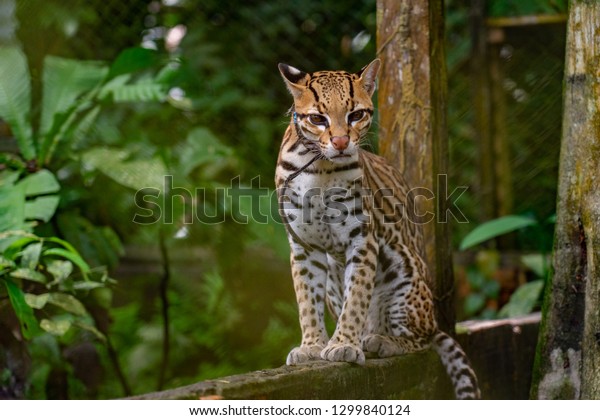 Ocelot Peru Amazon Jungle Stock Photo 1299840124 | Shutterstock