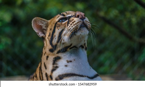 Ocelot From Peruvian Rainforest Looking Up