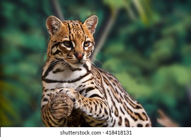 Ocelot rests on a tree.