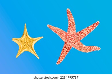Ocher starfish and Japanese starfish isolated on blue background. Starfish (Asteroidea) is a class of echinoderms. 