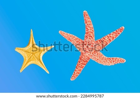 Ocher starfish and Japanese starfish isolated on blue background. Starfish (Asteroidea) is a class of echinoderms. 