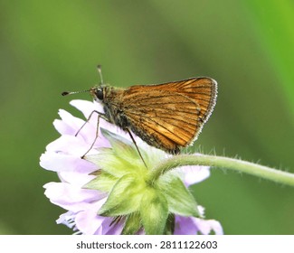Ochlodes sylvanus (large skipper) butterfly