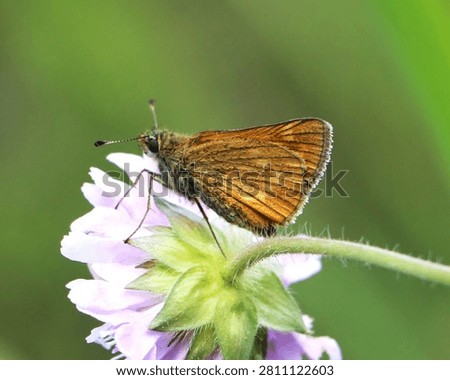 Ochlodes sylvanus (large skipper) butterfly