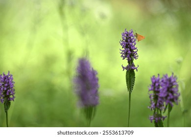 Ochlodes sylvanus on Betonica officinalis. butterfly collects nectar on pink wildflowers. summer season. butterfly on a flower close-up. Blurred light background. insects in nature, macro photo. - Powered by Shutterstock