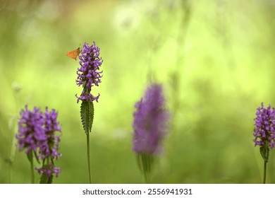 Ochlodes sylvanus on Betonica officinalis. butterfly collects nectar on pink wildflowers. summer season. butterfly on a flower close-up. Blurred light background. insects in nature, macro photo. - Powered by Shutterstock