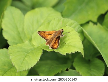 Ochlodes venatus (syn. Ochlodes sylvanus) resting on a plant