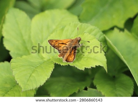 Ochlodes venatus (syn. Ochlodes sylvanus) resting on a plant