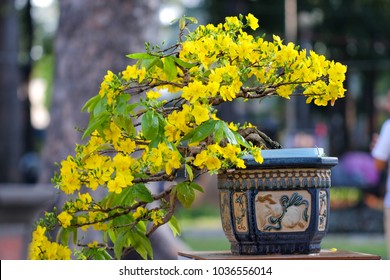 Ochna integerrima flower. Royalty high quality free stock image of Ochnaceae. Ochna integerrima is symbol of Vietnamese traditional lunar New Year together with peach flower. Mai flower in Vietnames
