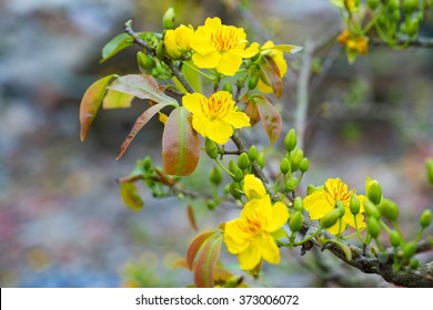 Ochna integerrima flower, the symbol of Vietnamese traditional lunar New Year together with peach flower. Mai flower in Vietnamese
