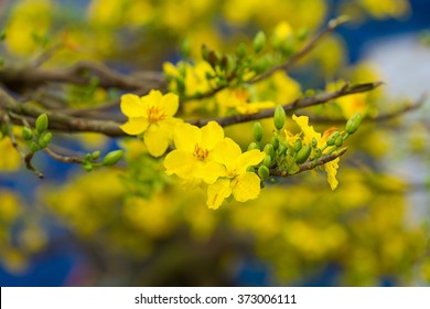 Ochna integerrima flower, the symbol of Vietnamese traditional lunar New Year together with peach flower. Mai flower in Vietnamese