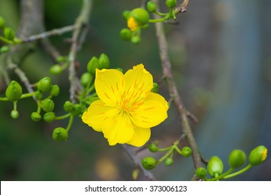 Ochna integerrima flower, the symbol of Vietnamese traditional lunar New Year together with peach flower. Mai flower in Vietnamese