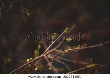  ochna integerrima get bloom in the morning,Single Ochna integerrima blossom,Close-up of Ochna integerrima flowering plant,
Ochna integerrima, popularly called yellow mai flowe