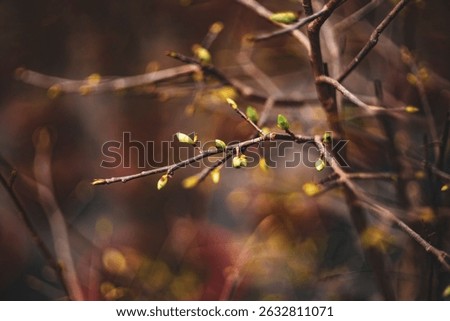  ochna integerrima get bloom in the morning,Single Ochna integerrima blossom,Close-up of Ochna integerrima flowering plant,
Ochna integerrima, popularly called yellow mai flowe