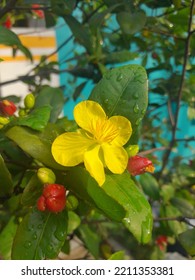 Ochna Integerrima Or Hoa Mai Flower Blooming In The Morning