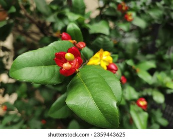 Ochna serrulata, Mickey Mouse flowers found in the streets of Ho Chi Minh city - Shutterstock ID 2359443625