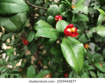Ochna serrulata, Mickey Mouse flowers found in the streets of Ho Chi Minh city - Shutterstock ID 2359443877