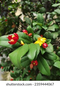 Ochna serrulata, Mickey Mouse flowers found in the streets of Ho Chi Minh city - Shutterstock ID 2359444067