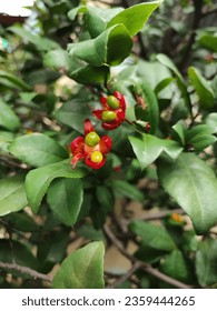Ochna serrulata, Mickey Mouse flowers found in the streets of Ho Chi Minh city - Shutterstock ID 2359444265