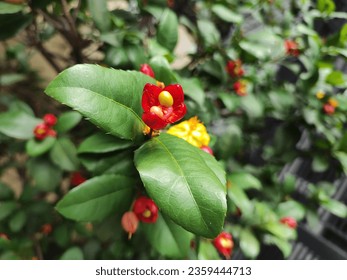 Ochna serrulata, Mickey Mouse flowers found in the streets of Ho Chi Minh city - Shutterstock ID 2359444713