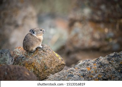 Ochotona princeps, American pika is sitting on the stone in typical autumn environment of Yellowstone USA