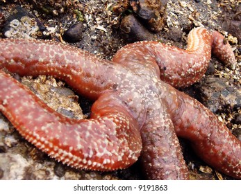 Ochre Or Purple Sea Star (Pisaster Ochraceus)