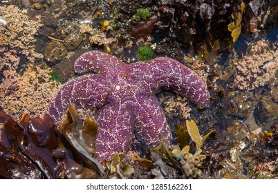 Ochre Sea Star At Low Tide In South Cove.