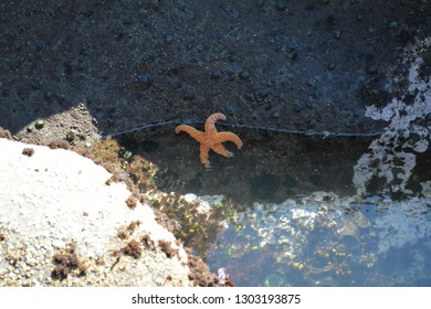 Ochre Sea Star On Rock