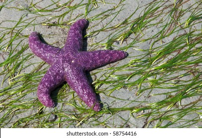 Ochre Star Exposed On Eel Grass At Low Tide.