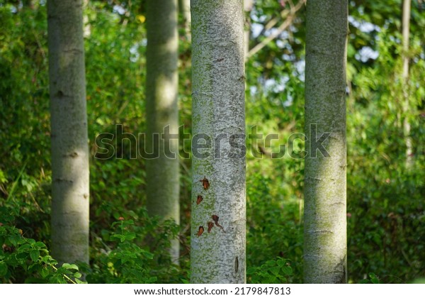Ochroma pyramidale\
(balsa tree) in nature. Balsa is used as a protective tree, for the\
manufacture of airplanes, life belts and buoys, for the purposes of\
insulating devices.