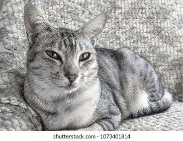 Ocicat Cat On Sofa Gazing Into Stock Photo 1073401814 | Shutterstock