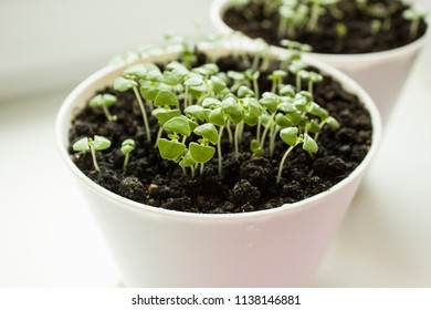 Ocimum basilicum. Basil seedlings in white pot. Green seedlings aromatic herb, young plants, leaves, indoor gardening.  - Shutterstock ID 1138146881