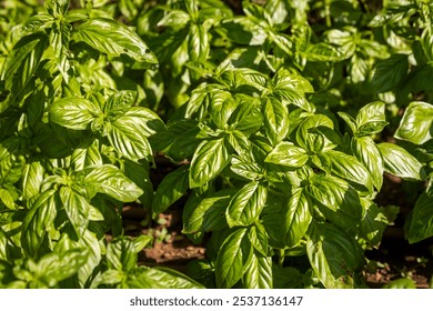 Ocimum basilicum is cultivated as a green for salads and meat recipes. - Powered by Shutterstock