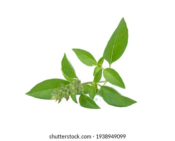 Ocimum basilicum or hairy basil leaf isolated on white bacgkround.